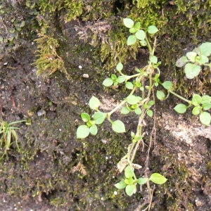 Photographie n°101400 du taxon Stellaria media (L.) Vill. [1789]