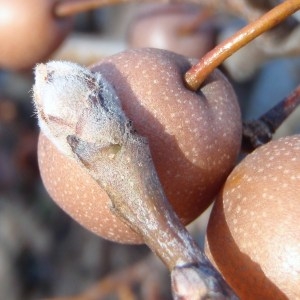 Photographie n°101406 du taxon Pyrus L. [1753]