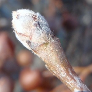 Photographie n°101407 du taxon Pyrus L. [1753]