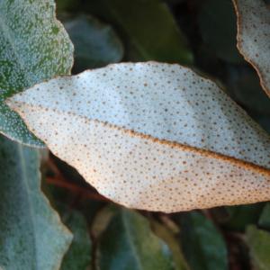 Photographie n°101414 du taxon Elaeagnus x ebbingei Door.