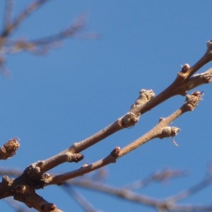 Photographie n°101417 du taxon Quercus cerris L. [1753]