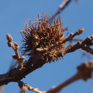 Photographie n°101422 du taxon Quercus cerris L. [1753]