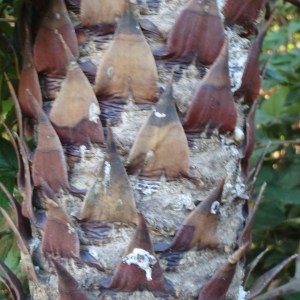 Photographie n°101424 du taxon Araucaria araucana (Molina) K.Koch [1873]