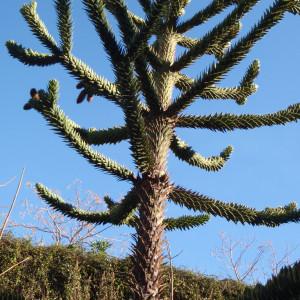 Photographie n°101425 du taxon Araucaria araucana (Molina) K.Koch [1873]