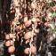  Genevieve Botti - Phoenix canariensis hort. ex Chabaud [1882]