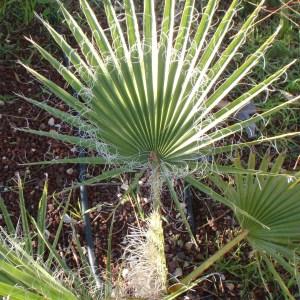 Photographie n°101450 du taxon Washingtonia filifera (Linden ex André) H.Wendl. ex de Bary [1879]