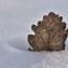  Gilles SALAMA - Quercus robur var. robur 