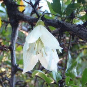 Photographie n°101474 du taxon Clematis cirrhosa L. [1753]