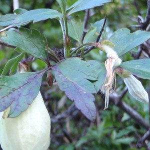 Photographie n°101475 du taxon Clematis cirrhosa L. [1753]