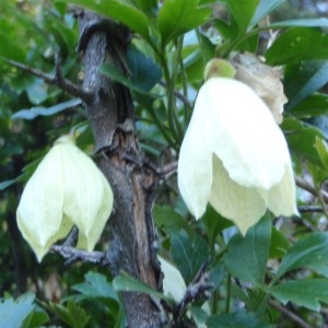 Photographie n°101476 du taxon Clematis cirrhosa L. [1753]