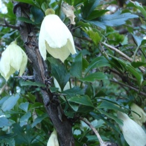  - Clematis cirrhosa L. [1753]