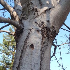 Photographie n°101502 du taxon Aesculus hippocastanum L. [1753]