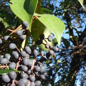 Photographie n°101507 du taxon Ligustrum L. [1753]