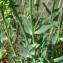 Paul Fabre - Euphorbia serrata L.