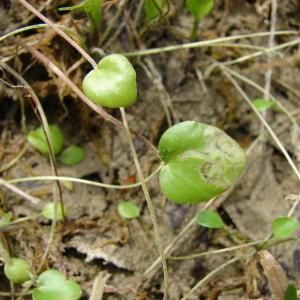 Photographie n°101529 du taxon Ranunculus ophioglossifolius Vill. [1789]