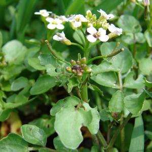 Photographie n°101533 du taxon Nasturtium officinale R.Br. [1812]