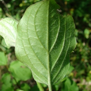 Photographie n°101542 du taxon Cornus sanguinea L.