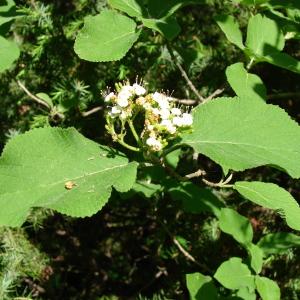 Photographie n°101545 du taxon Viburnum lantana L. [1753]