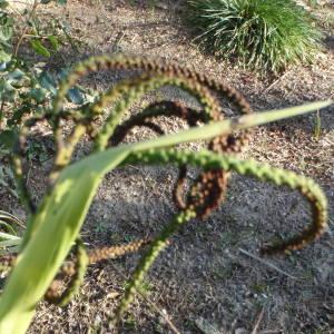 Photographie n°101589 du taxon Arecaceae