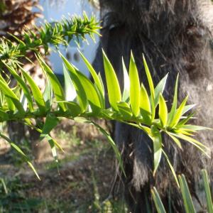 Photographie n°101594 du taxon Araucaria Juss. [1789]