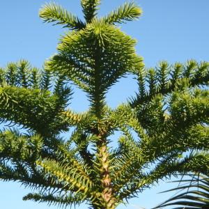  - Araucaria Juss. [1789]