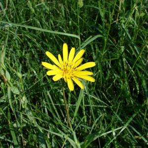 Photographie n°101625 du taxon Tragopogon pratensis L. [1753]