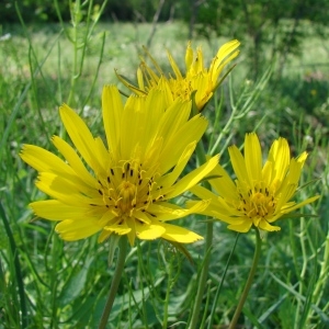 Photographie n°101626 du taxon Tragopogon pratensis L. [1753]