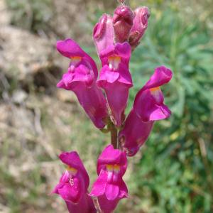 Photographie n°101637 du taxon Antirrhinum majus L. [1753]