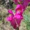  Paul Fabre - Antirrhinum majus L. [1753]
