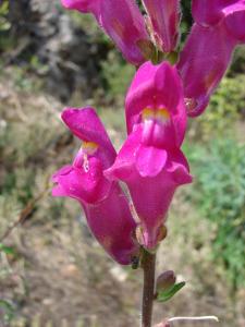 Paul Fabre, le 27 avril 2011 (Fressac)