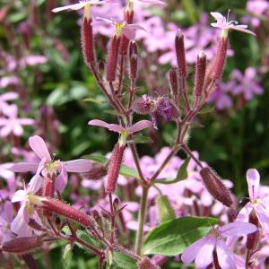 Photographie n°101642 du taxon Saponaria ocymoides L.