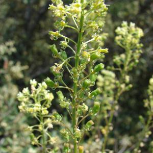 Photographie n°101647 du taxon Reseda lutea L. [1753]