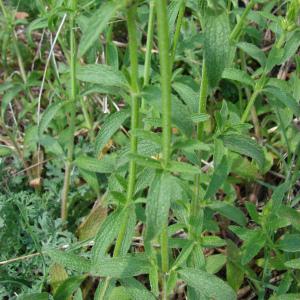 Photographie n°101650 du taxon Stachys recta L.