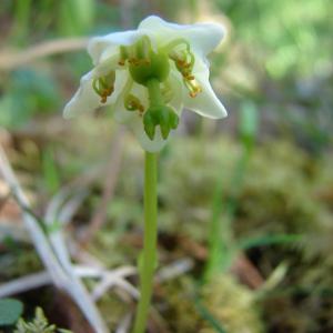 Photographie n°101666 du taxon Pyrola uniflora L. [1753]