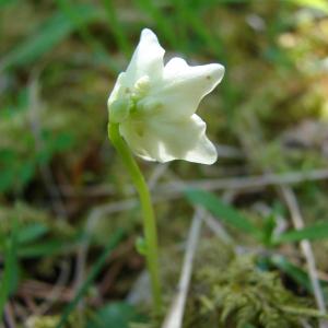  - Pyrola uniflora L. [1753]