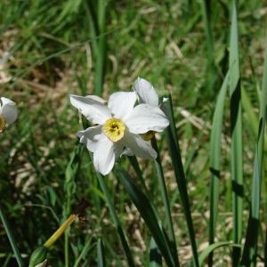 Photographie n°101668 du taxon Narcissus poeticus L. [1753]