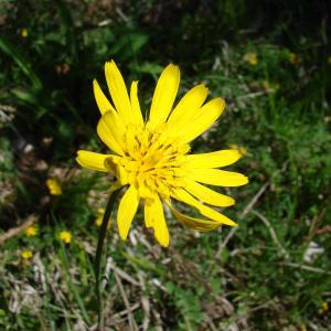 Photographie n°101674 du taxon Tragopogon pratensis L. [1753]