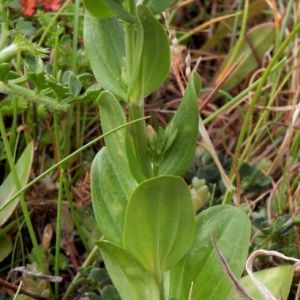 Photographie n°101681 du taxon Centaurium erythraea var. capitatum (Willd.) Melderis [1972]