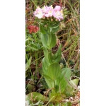 Erythraea centaurium subsp. capitata Rouy (Petite-centaurée à fleurs en têtes)