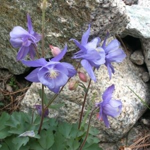  - Aquilegia bernardii Gren. [1847]