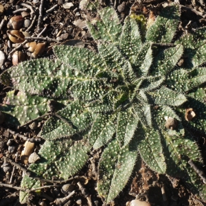Photographie n°101706 du taxon Echium vulgare var. pustulatum (Sm.) Coincy