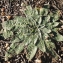  Liliane Roubaudi - Echium vulgare var. pustulatum (Sm.) Coincy