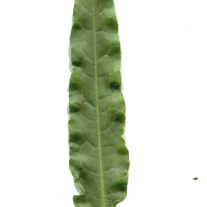 Photographie n°101709 du taxon Rumex crispus L. [1753]