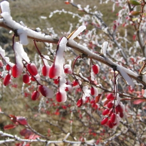 Photographie n°101711 du taxon Berberis vulgaris L. [1753]