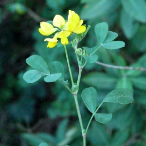 Photographie n°101740 du taxon Coronilla valentina subsp. glauca (L.) Batt. [1889]