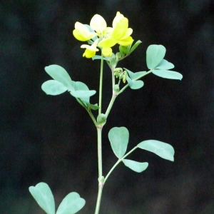 Photographie n°101741 du taxon Coronilla valentina subsp. glauca (L.) Batt. [1889]