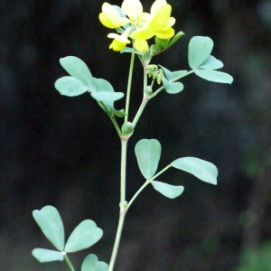 Photographie n°101742 du taxon Coronilla valentina subsp. glauca (L.) Batt. [1889]