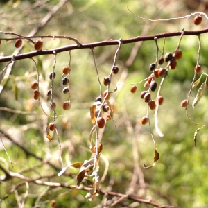 Photographie n°101748 du taxon Elaeagnus angustifolia L. [1753]