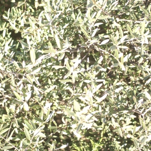 Photographie n°101774 du taxon Phillyrea angustifolia L. [1753]