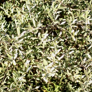 Photographie n°101775 du taxon Phillyrea angustifolia L. [1753]